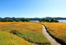 cosmos, the hive, cosmos field, nature, flower garden, flower wallpaper, flower, autumn, golden cosmos, namyangju, wabu, han river, park, garden, water your garden, road, flower background, beautiful flowers, picnic