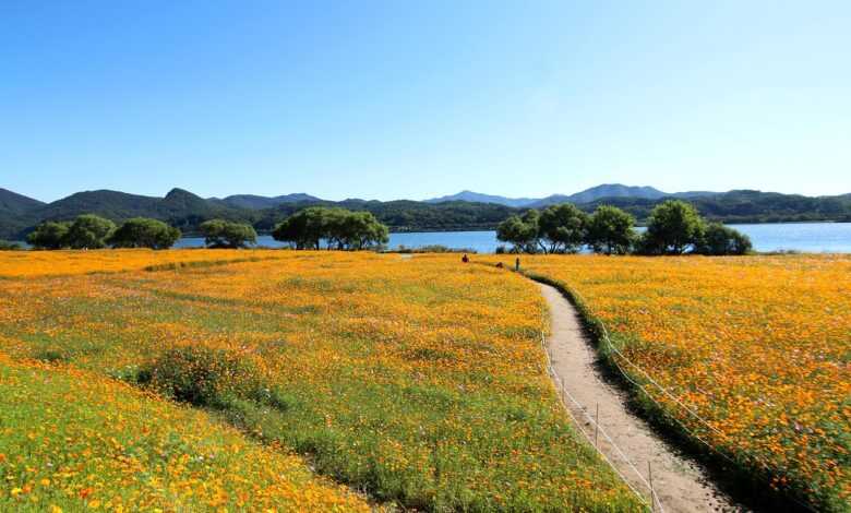 cosmos, the hive, cosmos field, nature, flower garden, flower wallpaper, flower, autumn, golden cosmos, namyangju, wabu, han river, park, garden, water your garden, road, flower background, beautiful flowers, picnic