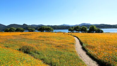 cosmos, flower wallpaper, the hive, beautiful flowers, cosmos field, flower garden, flower, autumn, flower background, golden cosmos, namyangju, wabu, han river, park, garden, water your garden, road, nature, picnic