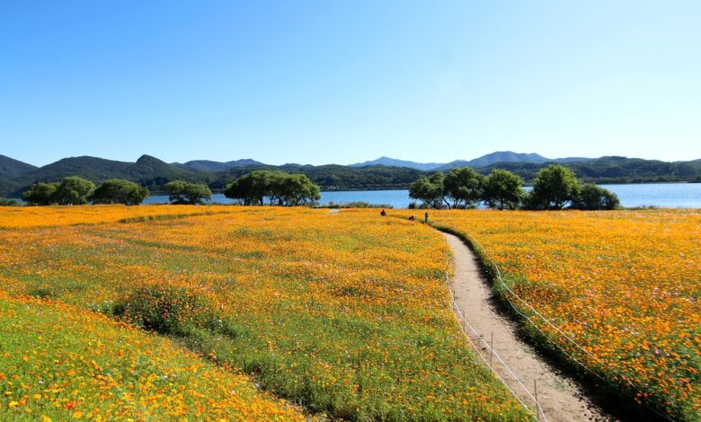 cosmos, flower wallpaper, the hive, beautiful flowers, cosmos field, flower garden, flower, autumn, flower background, golden cosmos, namyangju, wabu, han river, park, garden, water your garden, road, nature, picnic