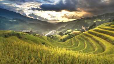 vietnam, rice, field