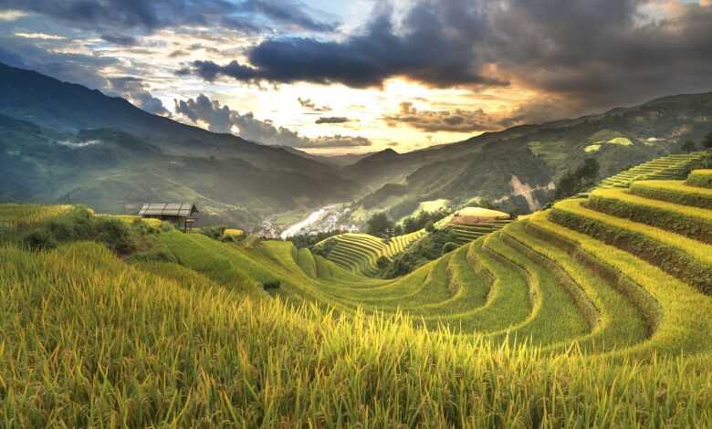 vietnam, rice, field