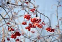 viburnum, red berries, fruit, branches, frost, snow, nature, season, wintry, winter