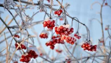 viburnum, red berries, fruit, branches, frost, snow, nature, season, wintry, winter