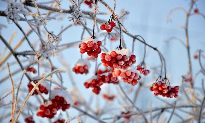 viburnum, red berries, fruit, branches, frost, snow, nature, season, wintry, winter