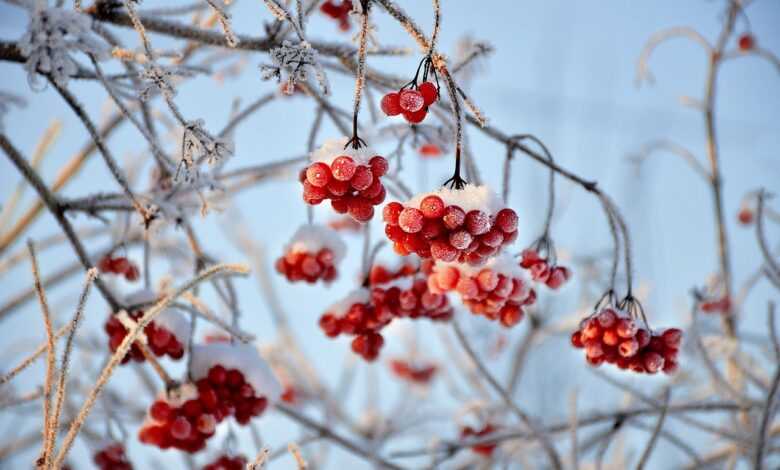 viburnum, red berries, fruit