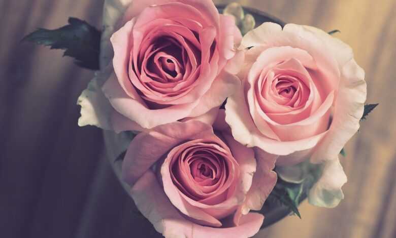 roses, pink, flowers