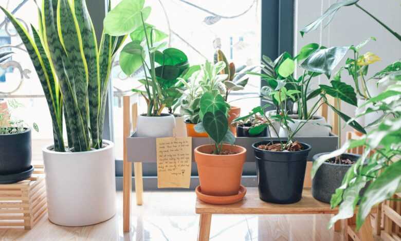 Variety Of Green Leaf Plants With Pots