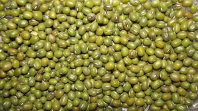 legume, beans, food, vegetable, seed, nutrition, healthy, vegetarian, legume, legume, legume, legume, legume