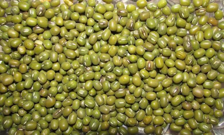 legume, beans, food, vegetable, seed, nutrition, healthy, vegetarian, legume, legume, legume, legume, legume