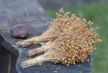 flax, linen, bouquet, flax seeds, nature, natural, flax, flax, linen, flax seeds, flax seeds, flax seeds, flax seeds, flax seeds