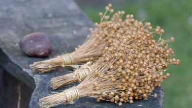 flax, linen, bouquet, flax seeds, nature, natural, flax, flax, linen, flax seeds, flax seeds, flax seeds, flax seeds, flax seeds