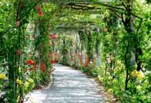 flowers, beautiful flowers, arches, passage, park, gang, path, flower background, flower wallpaper, sunny, nature