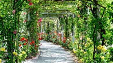 flowers, arches, passage, park, gang, path, flower background, sunny, flower wallpaper, beautiful flowers, nature