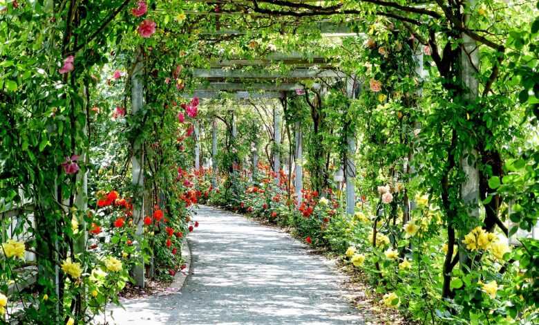 flowers, arches, passage, park, gang, path, flower background, sunny, flower wallpaper, beautiful flowers, nature