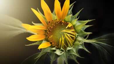 sunflower, nature, flora