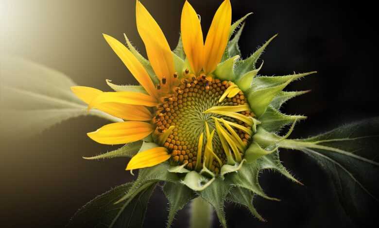 sunflower, nature, flora