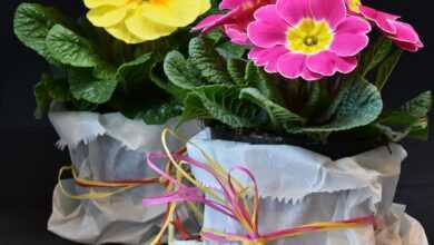 primroses, primula vulgaris hybrid, violet