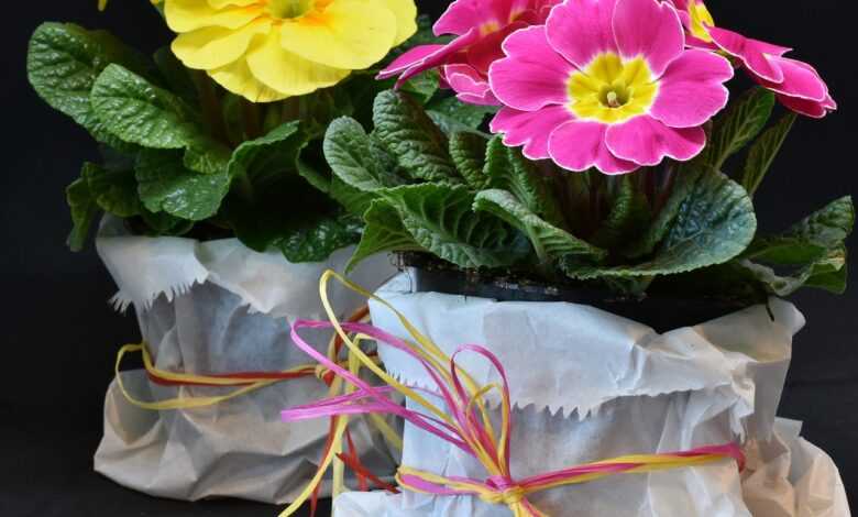 primroses, primula vulgaris hybrid, violet