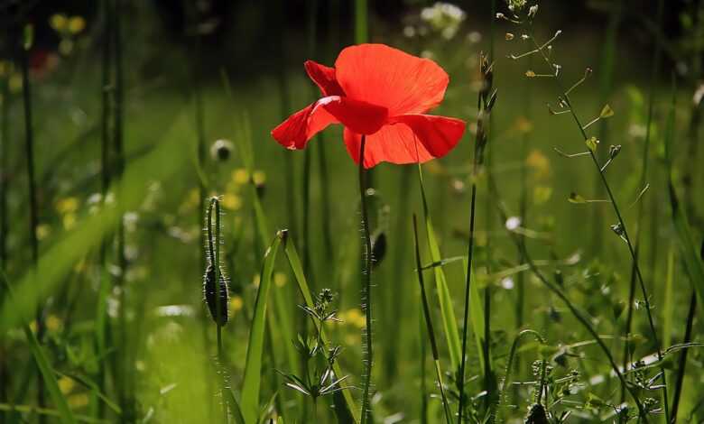 poppy, flower, nature