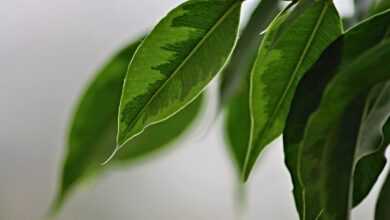 weeping fig, leaves, structure