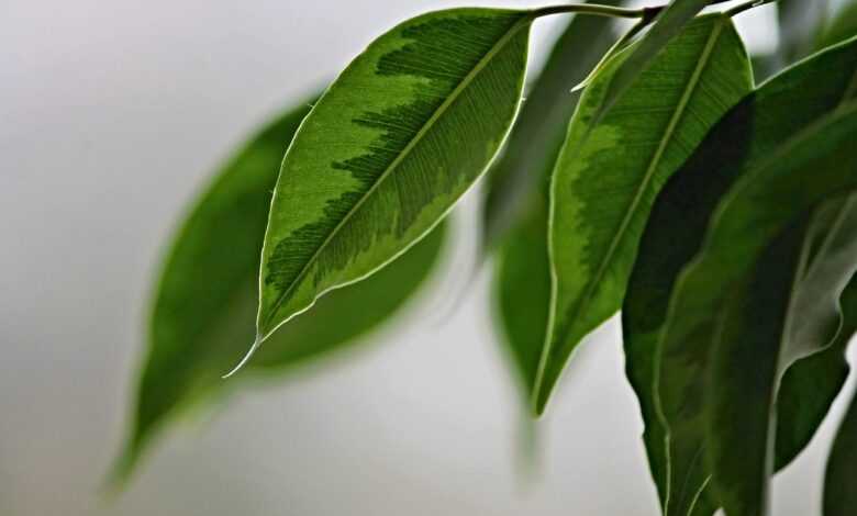 weeping fig, leaves, structure