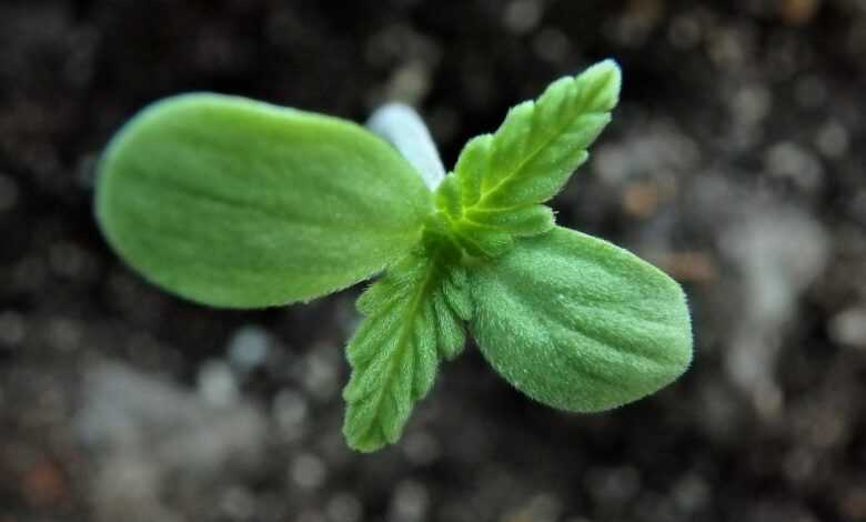 flora, leaf, soil