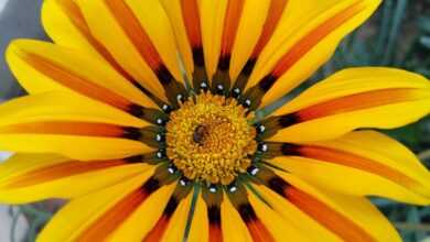 flower, nature, flower background, summer, flora, garden, leaf, vibrant, floral, bright, flower wallpaper, sunflower, beautiful, beautiful flowers, closeup, season, pollen, color, blooming, botanical, growth, husk, petal