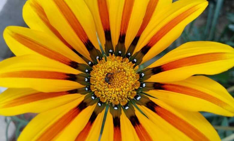 flower, nature, flower background, summer, flora, garden, leaf, vibrant, floral, bright, flower wallpaper, sunflower, beautiful, beautiful flowers, closeup, season, pollen, color, blooming, botanical, growth, husk, petal