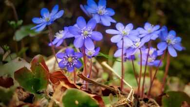 flower, nature, plant