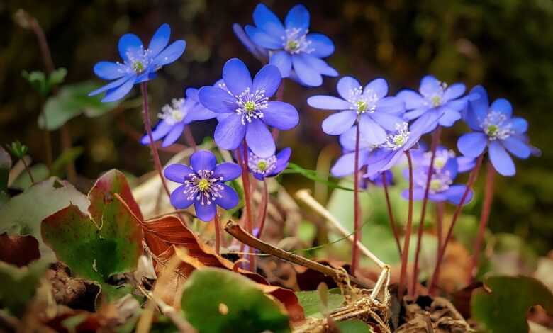 flower, nature, plant