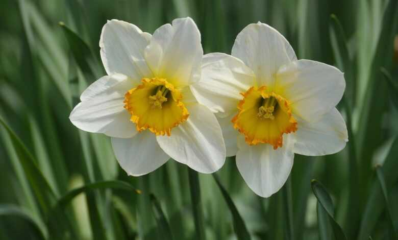plant, yellow daffodil, easter, daffodil, nature, blossom, bloom, easter bell, white, spring, white-yellow daffodil, wild daffodil, harbinger of spring, daffodil, daffodil, daffodil, daffodil, daffodil