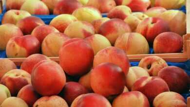 peaches, fruit, food