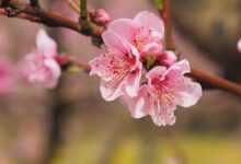 nature, flowers, spring