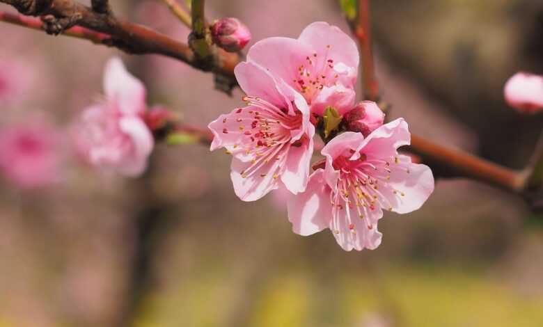 nature, flowers, spring