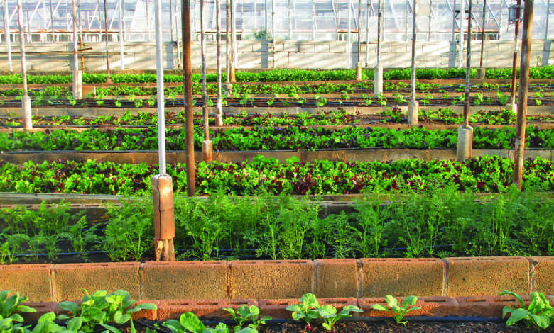 greenhouse, agriculture, farm