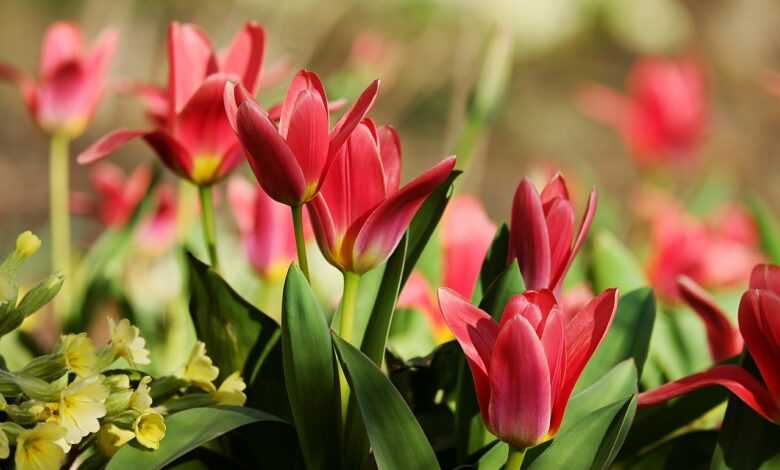 tulips, red, flower