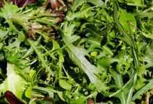 salad, cut salad, lollo-rosso