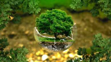 environmental protection, natural reserve, ecology, eco, bio, glass sphere, forest, green, organic, life, earth, grow, trees, tree protection, forest dieback, biology, ecological balance, environmental pollution, fragile, sensitive, bonsai, deciduous tree, leaves, tree die, environment, the atmosphere, surreal, nature, forests, green good, forest, green, life, life, earth, earth, earth, earth, earth, environment, environment, environment, nature