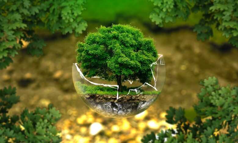 environmental protection, natural reserve, ecology, eco, bio, glass sphere, forest, green, organic, life, earth, grow, trees, tree protection, forest dieback, biology, ecological balance, environmental pollution, fragile, sensitive, bonsai, deciduous tree, leaves, tree die, environment, the atmosphere, surreal, nature, forests, green good, forest, green, life, life, earth, earth, earth, earth, earth, environment, environment, environment, nature