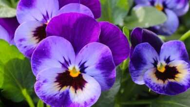 pansy, flowers, garden