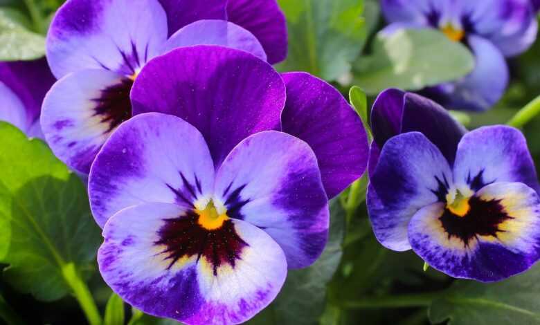 pansy, flowers, garden