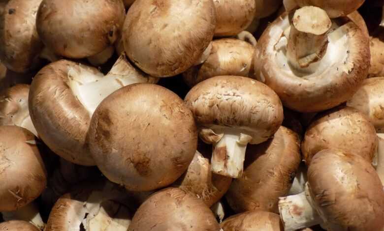 mushroom, mushrooms, food