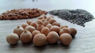 food, seed, legume