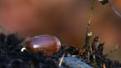 acorn, grow, growth