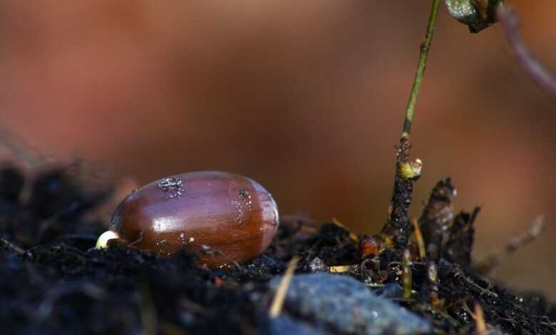 acorn, grow, growth