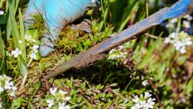 gardening, garden, weed, pluck, weeding, ornamental garden, garden tool, shovel, nature, deep-seated, root, remove, spring