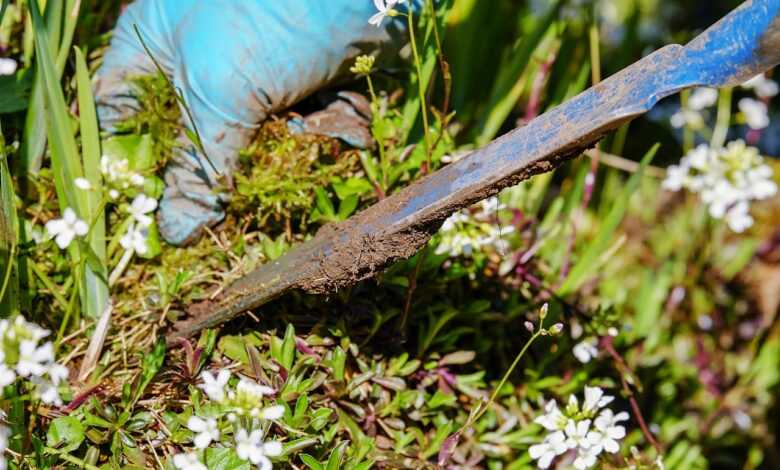 gardening, garden, weed, pluck, weeding, ornamental garden, garden tool, shovel, nature, deep-seated, root, remove, spring