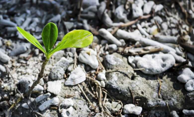 soil, nature, ground