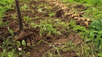 nature, soil, growth